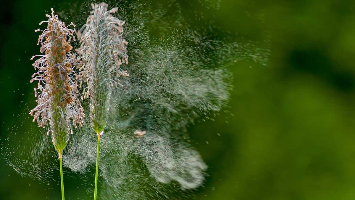 Szénanáthát okozó növényi allergének